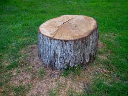  Snow Hill, MD Tree Removal Pros