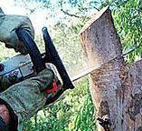 Professional Tree Removal in Snow Hill, MD