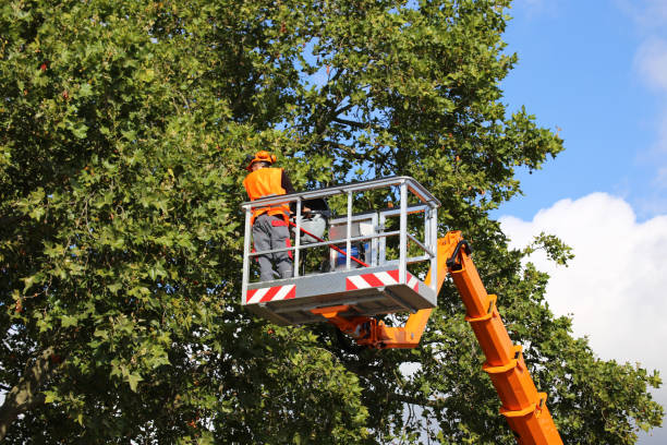 Best Tree Health Inspection  in Snow Hill, MD