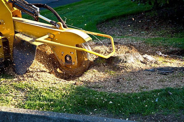 Tree and Shrub Care in Snow Hill, MD