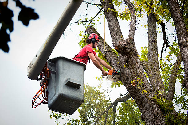 Best Utility Line Clearance  in Snow Hill, MD